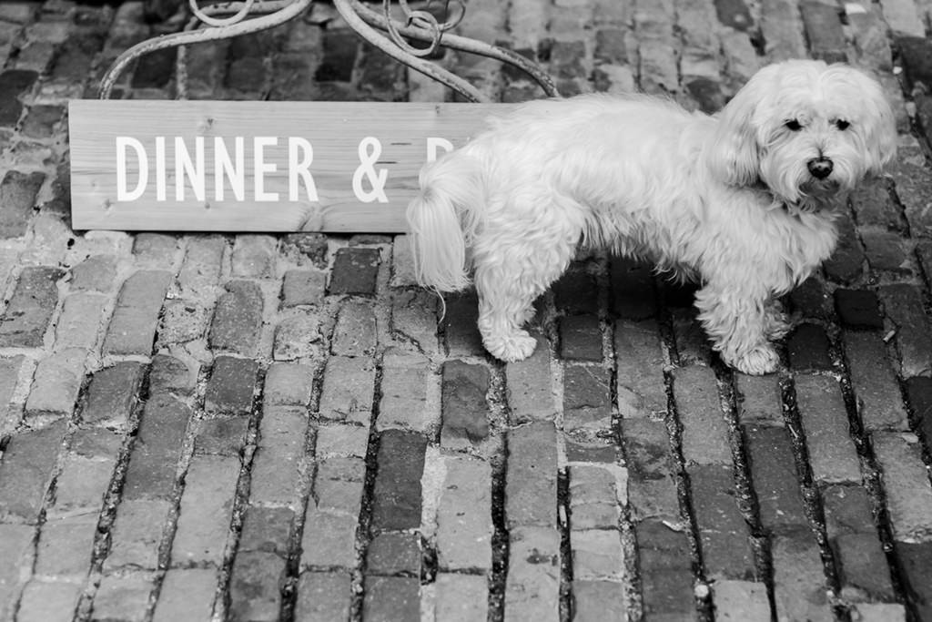 süßer Hund bei der Hochzeit - Photo by Hanna Witte