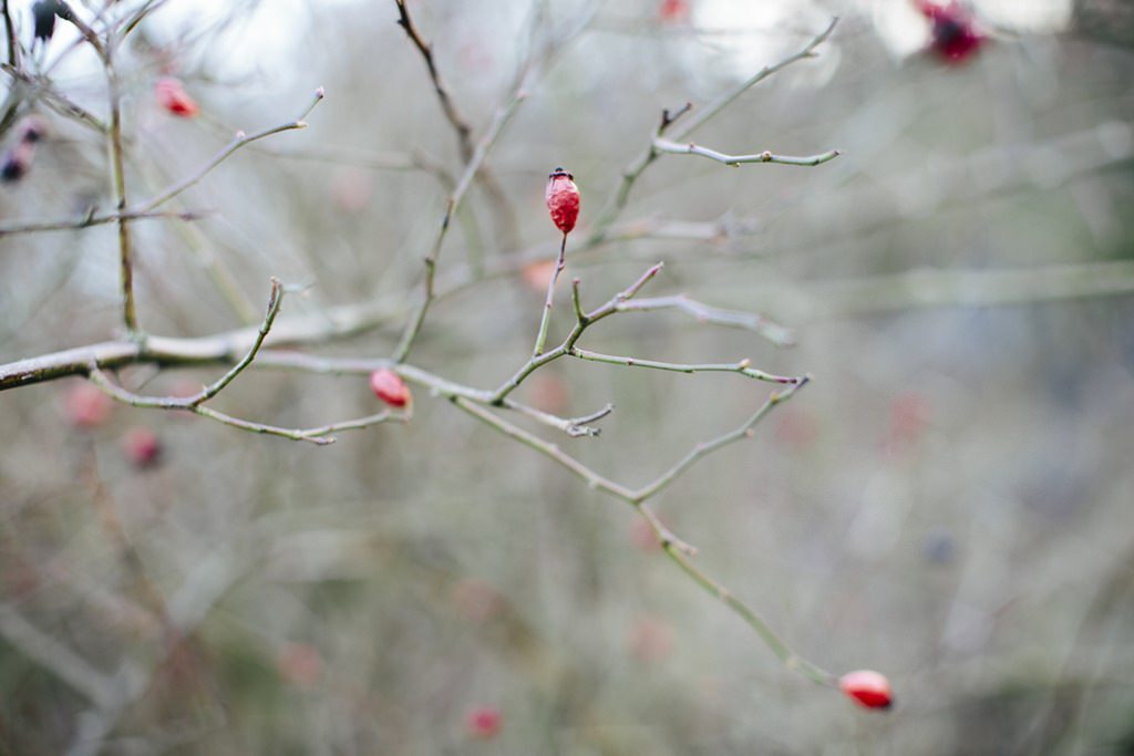 Nahaufnahme von einem Beerenbusch im Winter | Foto: Hanna Witte