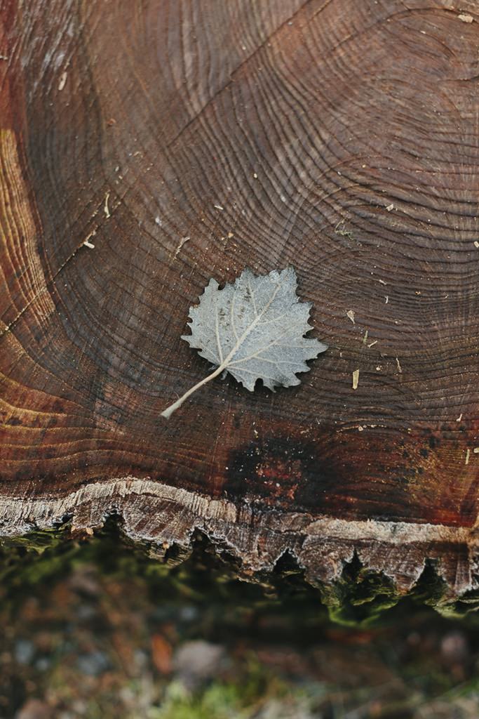 Foto von einem vereisten Blatt auf einem Baumstamm | Foto: Hanna Witte