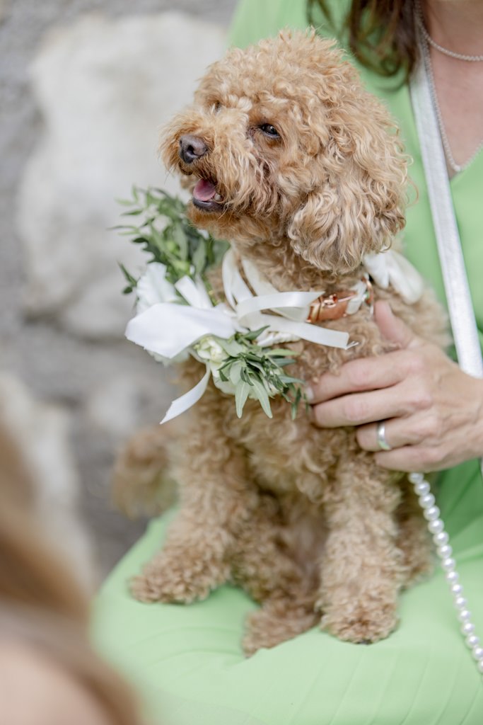 der Hund des Brautpaares trägt ein weißes Stoffband | Bild: Hochzeitsfotografin Hanna Witte