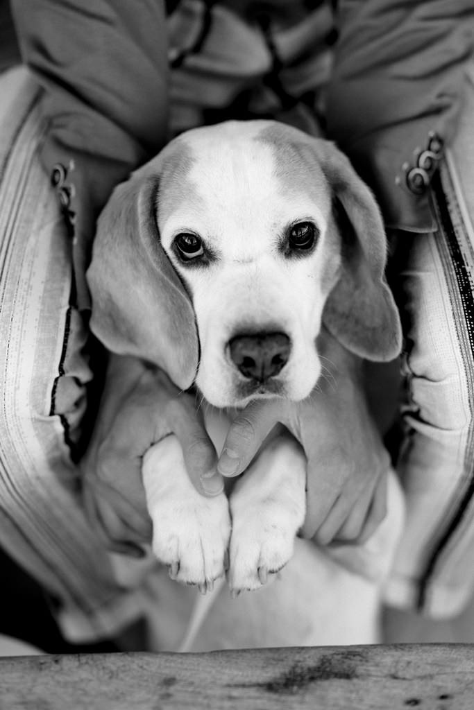 schwarz-weiß Foto von einem Beagle, der bei der Silberhochzeit im Schoß seines Herrchens sitzt | Foto: Hanna Witte