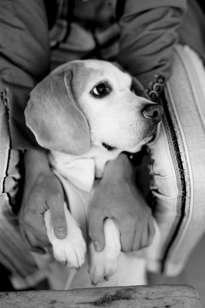 schwarz-weiß Foto von einem Beagle, der im Schoß seines Herrchens sitzt | Foto: Hanna Witte