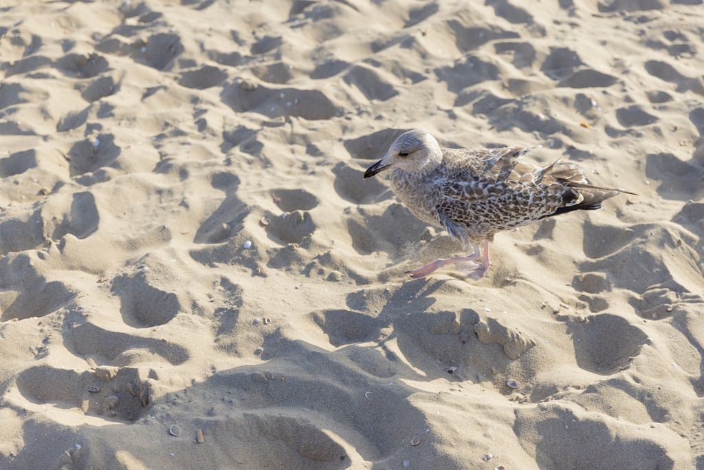 eine Möwe läuft über den Sand in Scheveningen | Foto: Hanna Witte